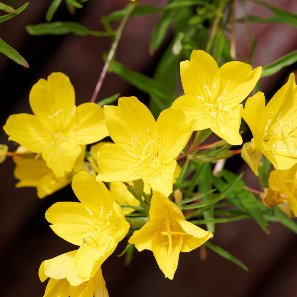 Oenothera fruticosa African Sun - Onagra