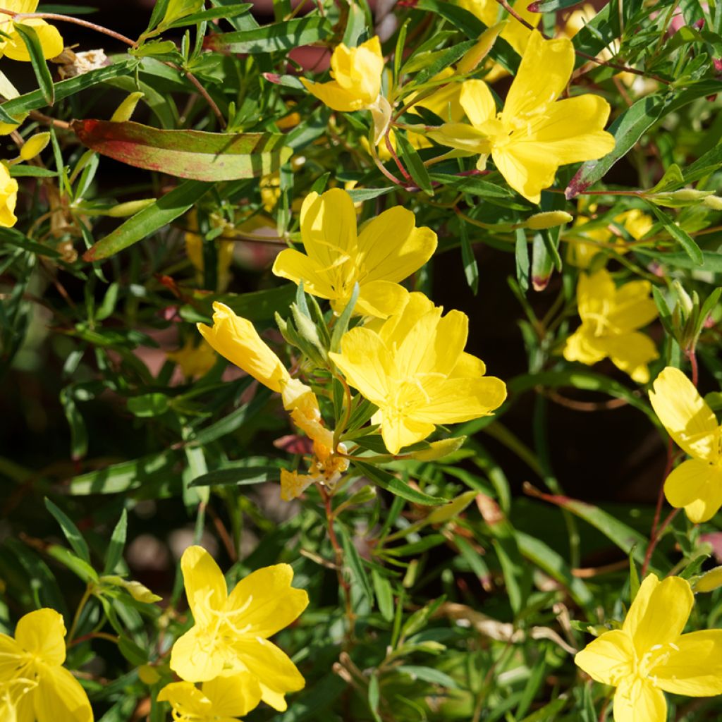 Oenothera fruticosa African Sun - Onagra