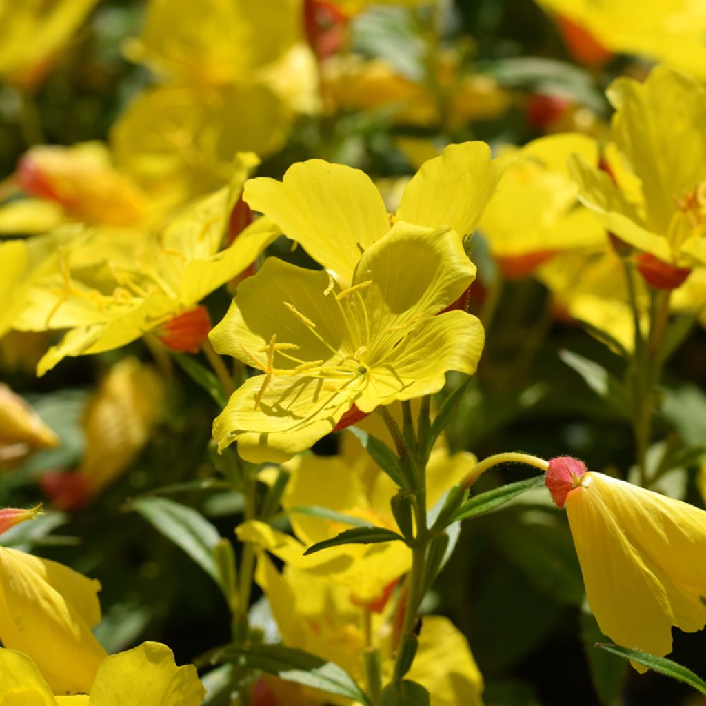 Oenothera fruticosa Sonnenwende - Onagra