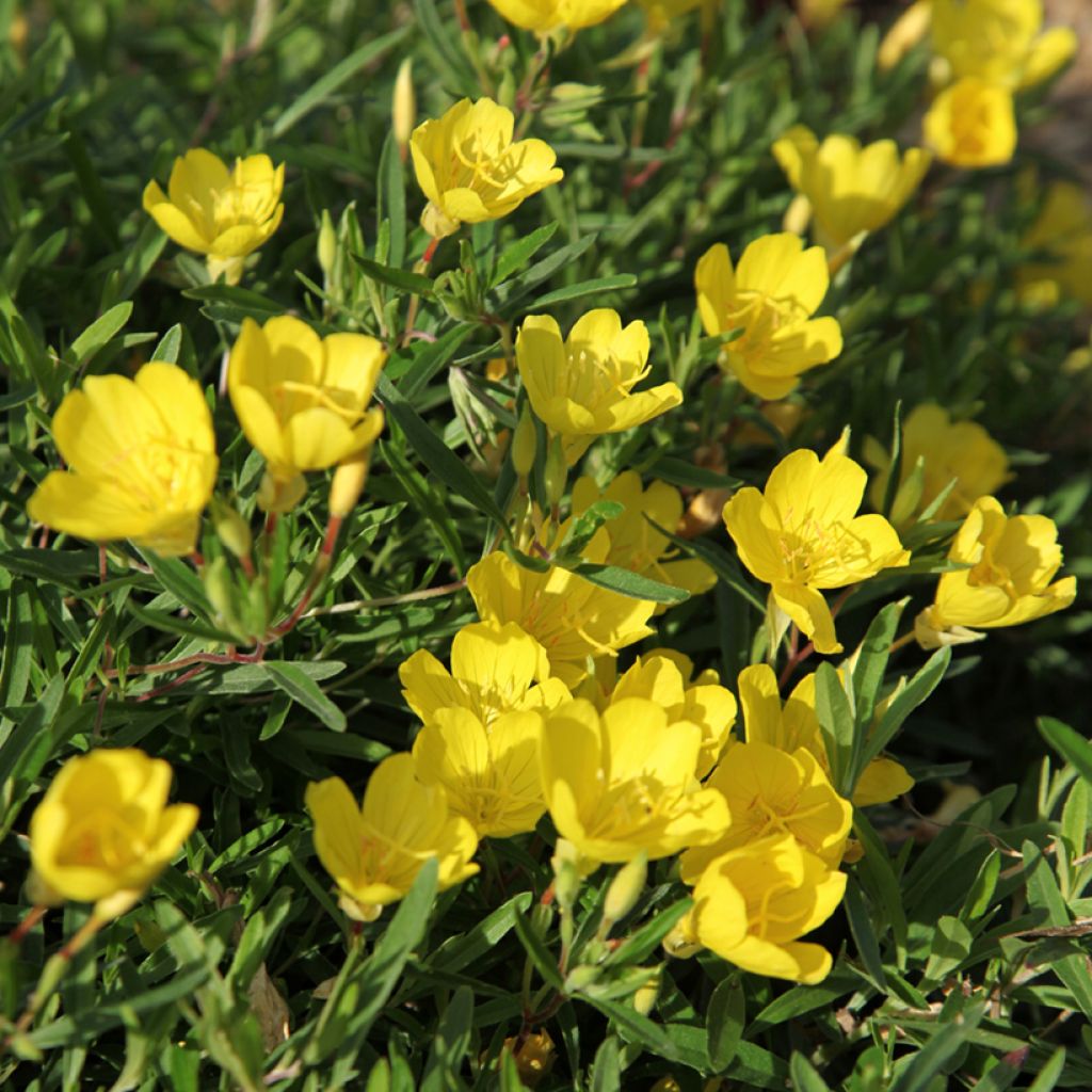 Oenothera fruticosa Sonnenwende - Onagra