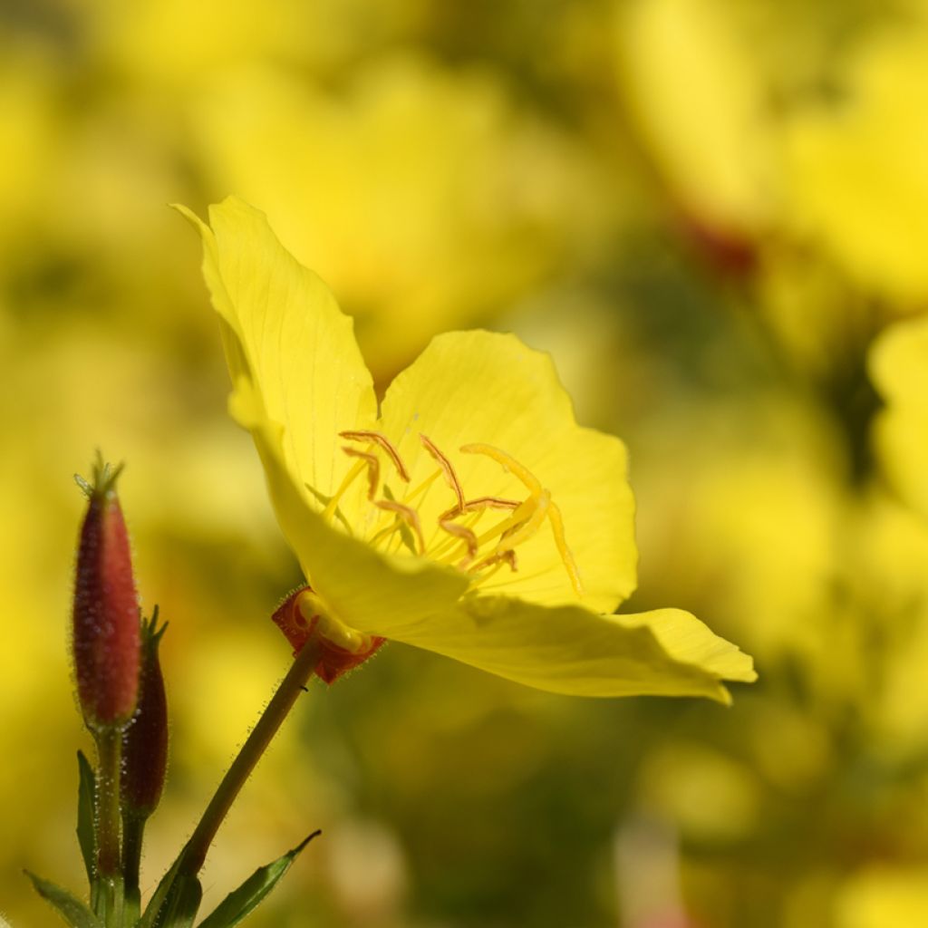 Oenothera fruticosa Sonnenwende - Onagra