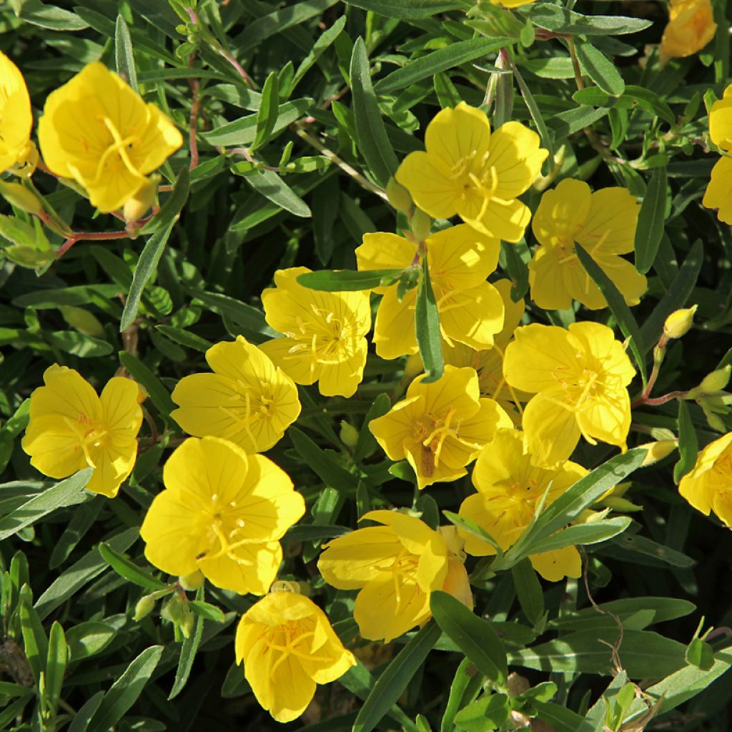 Oenothera fruticosa Sonnenwende - Onagra