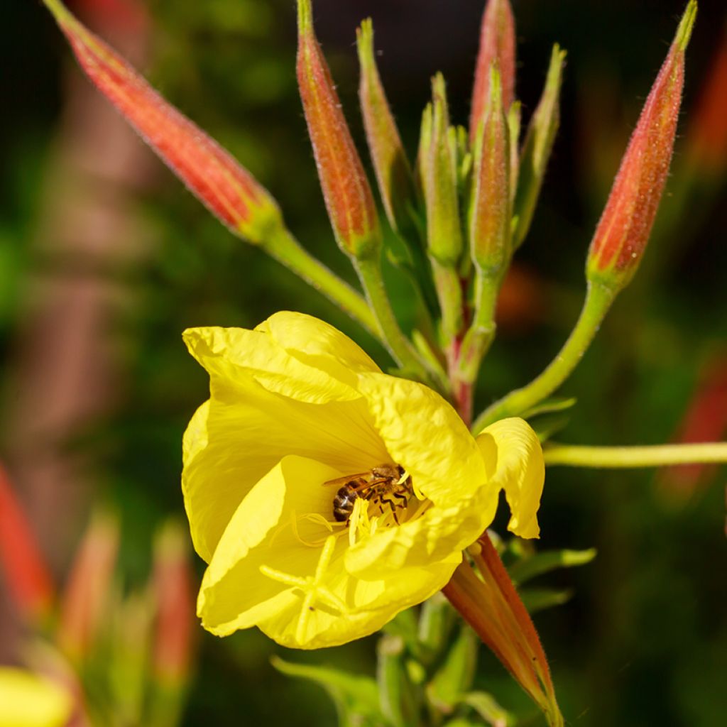 Oenothera glazioviana - Onagra