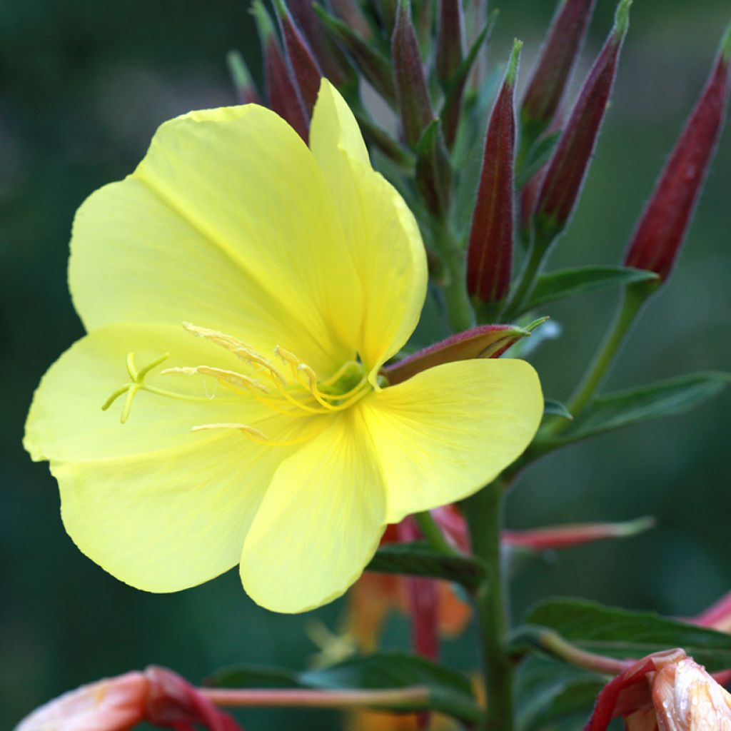 Oenothera glazioviana - Onagra