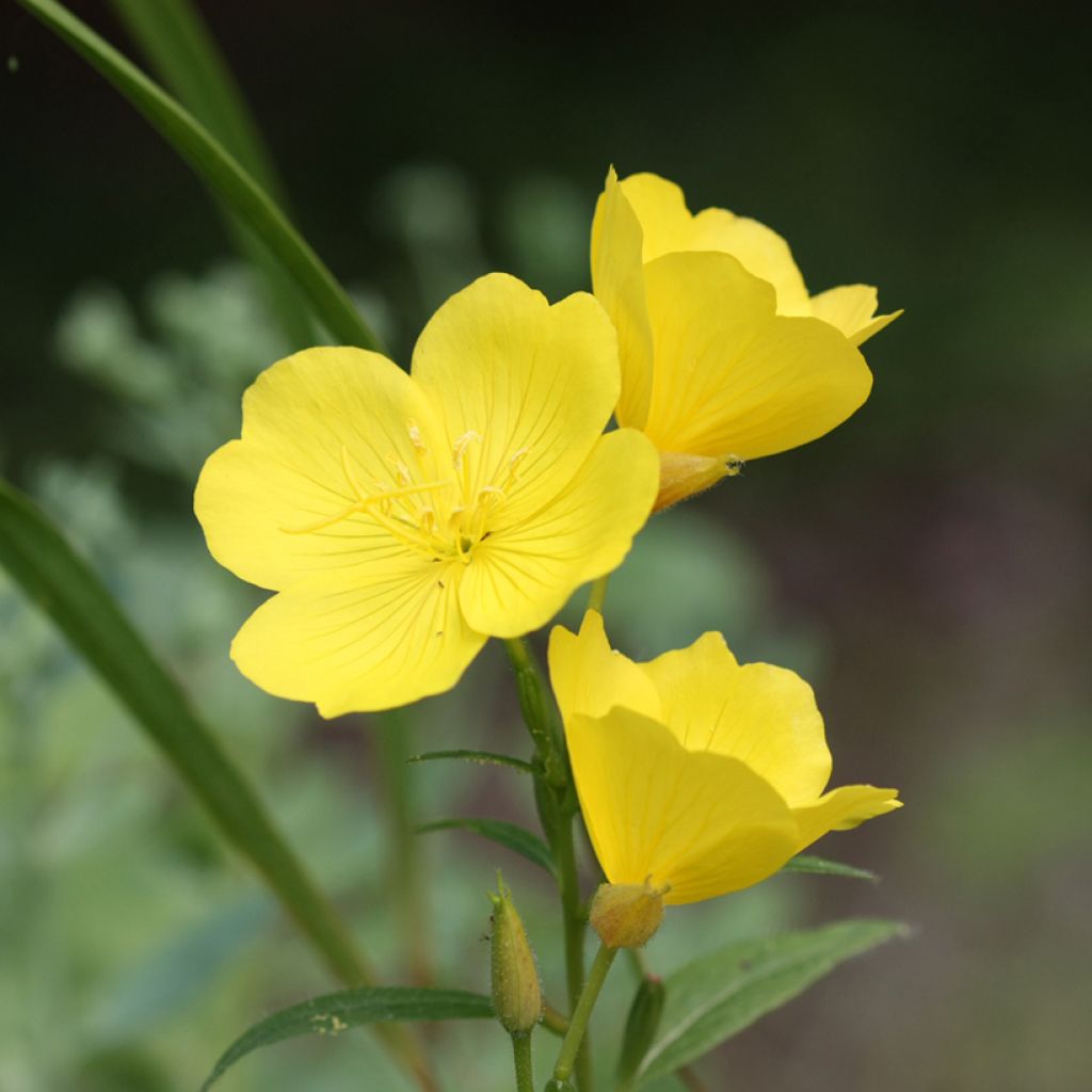 Oenothera missouriensis - Onagra