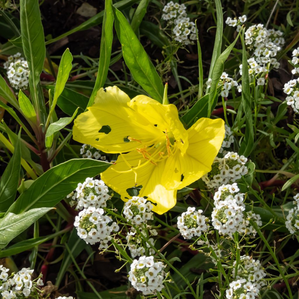 Oenothera missouriensis - Onagra