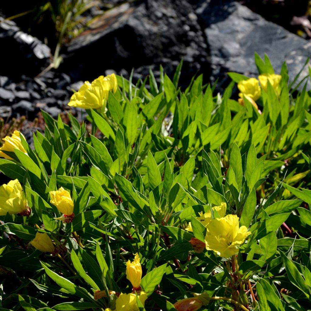 Oenothera missouriensis - Onagra