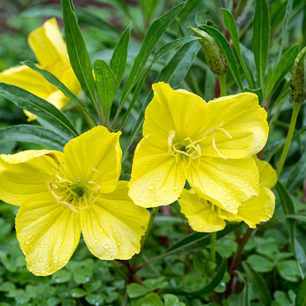 Oenothera missouriensis - Onagra