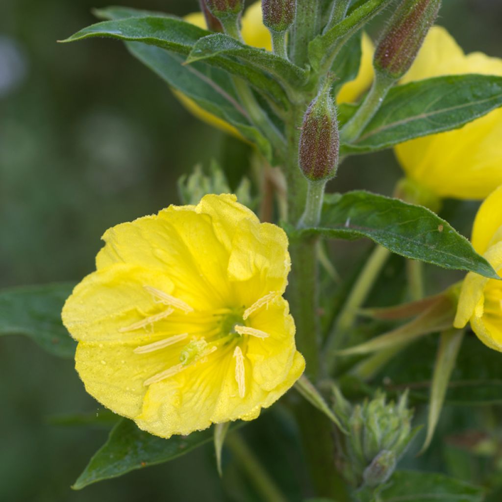 Oenothera missouriensis - Onagra