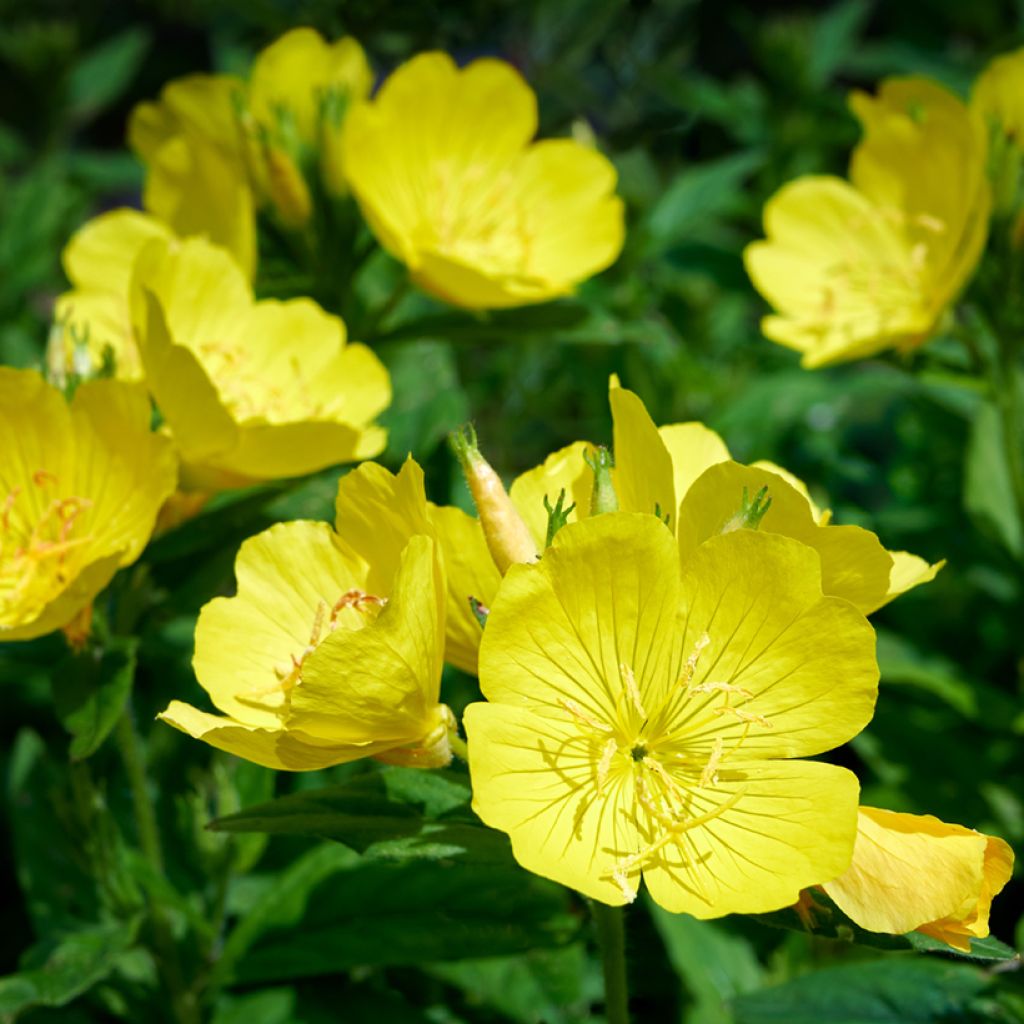 Oenothera missouriensis - Onagra