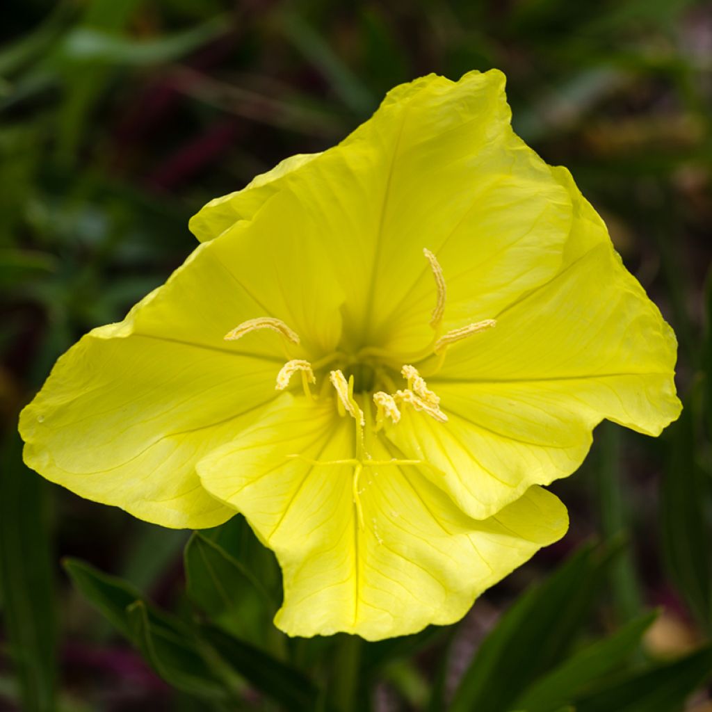 Oenothera missouriensis - Onagra