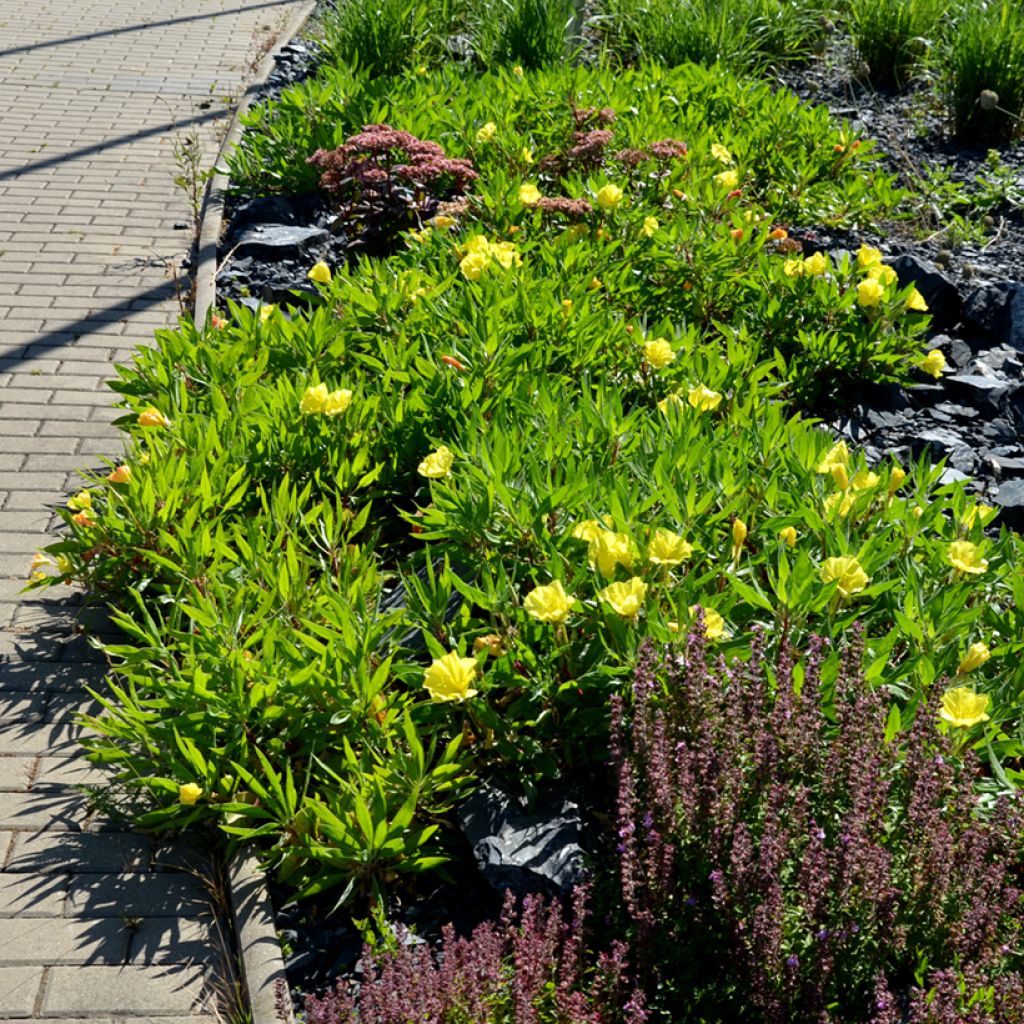 Oenothera missouriensis - Onagra