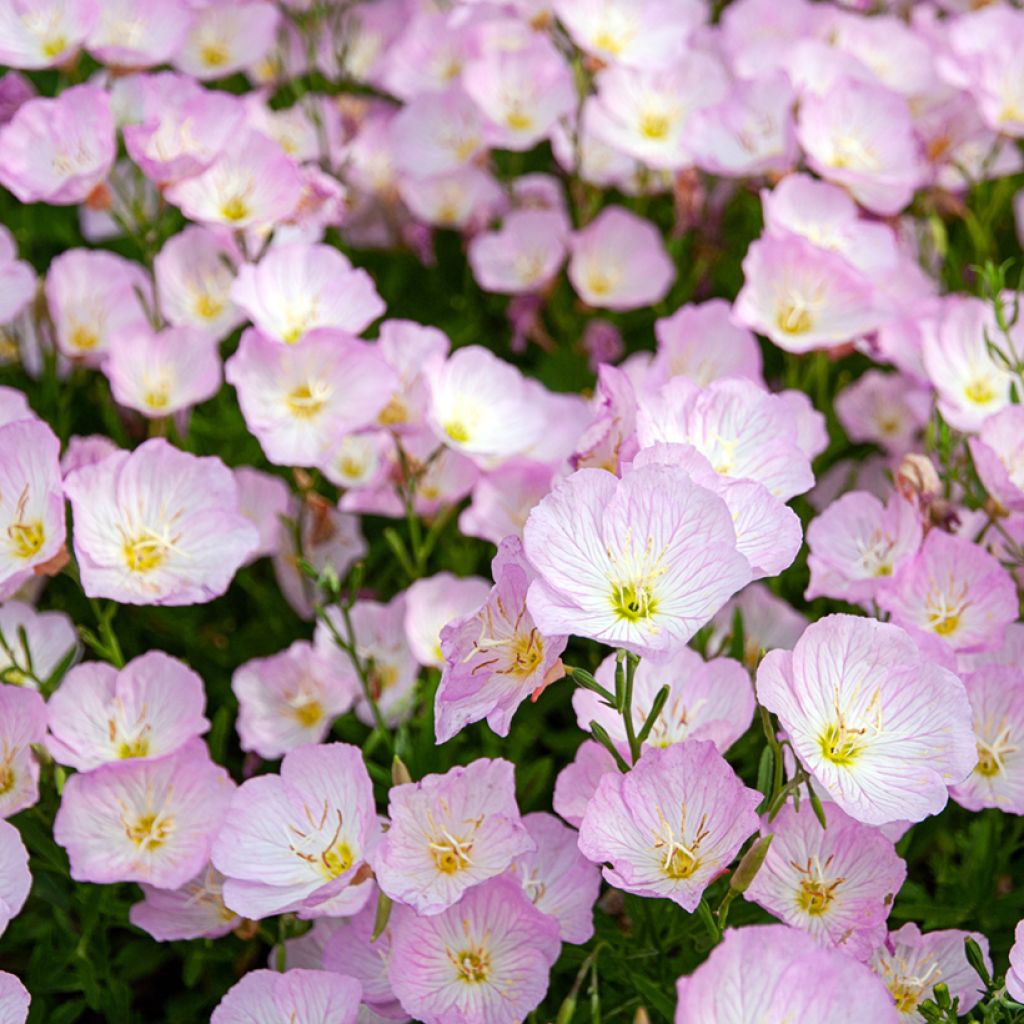 Oenothera speciosa - Onagra