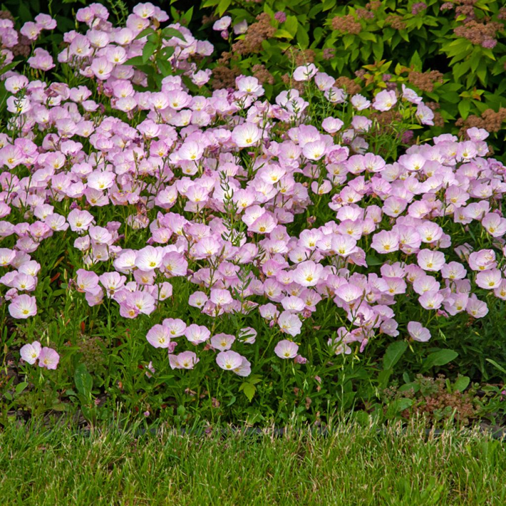 Oenothera speciosa - Onagra