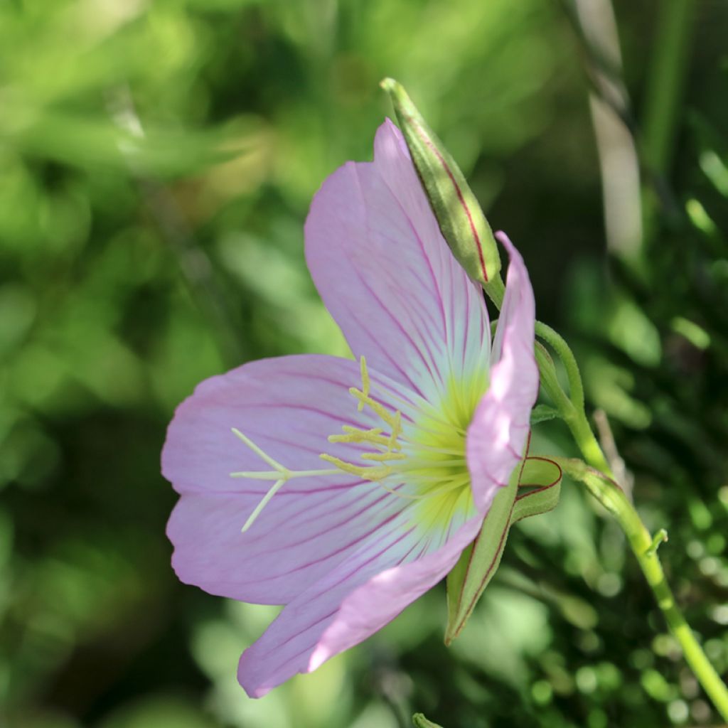 Oenothera speciosa Siskiyou - Onagra