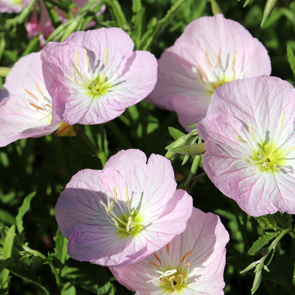 Oenothera speciosa Siskiyou - Onagra