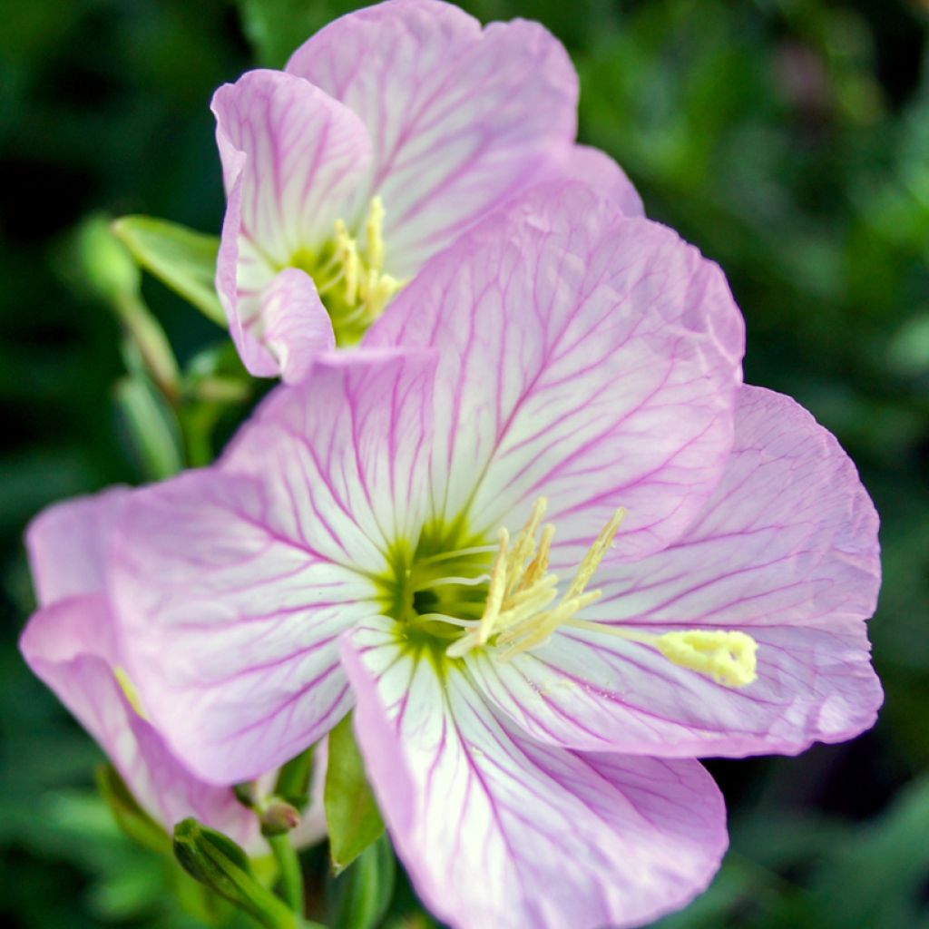 Oenothera speciosa Siskiyou - Onagra