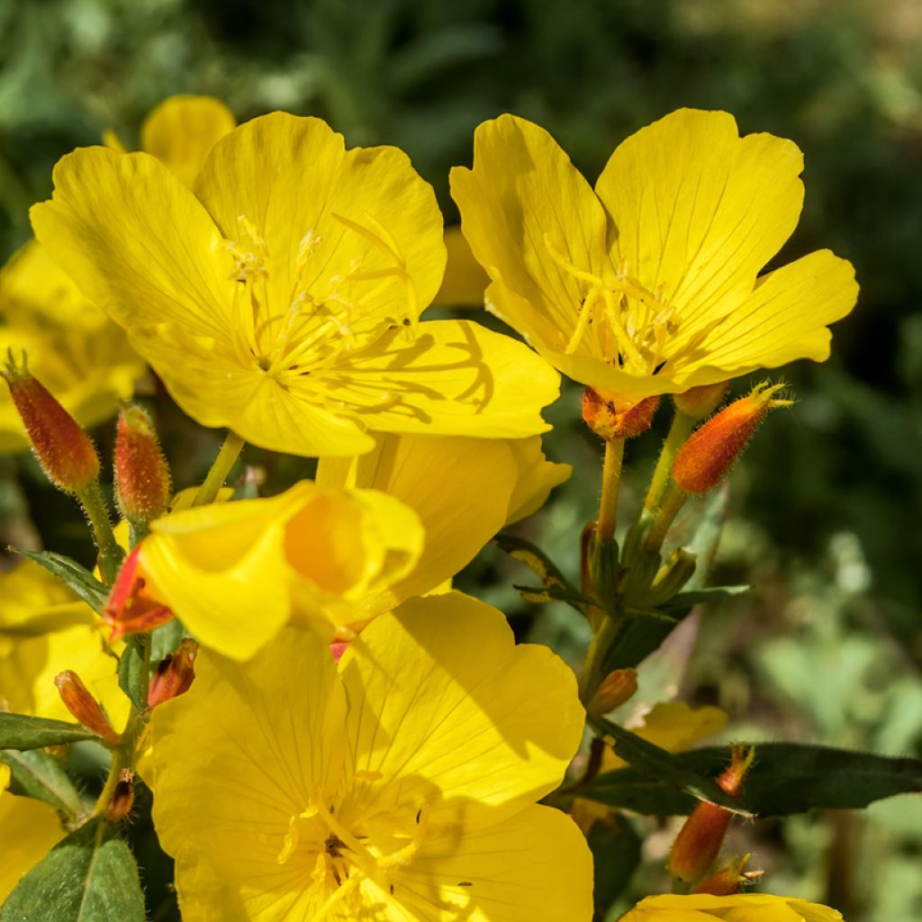 Oenothera tetragona - Onagra