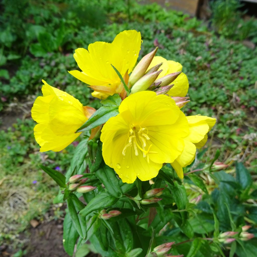 Oenothera tetragona - Onagra