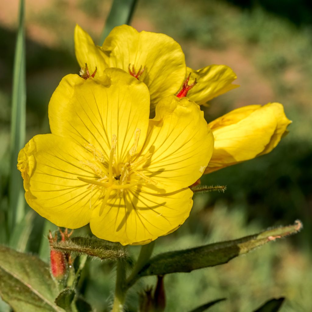 Oenothera tetragona - Onagra