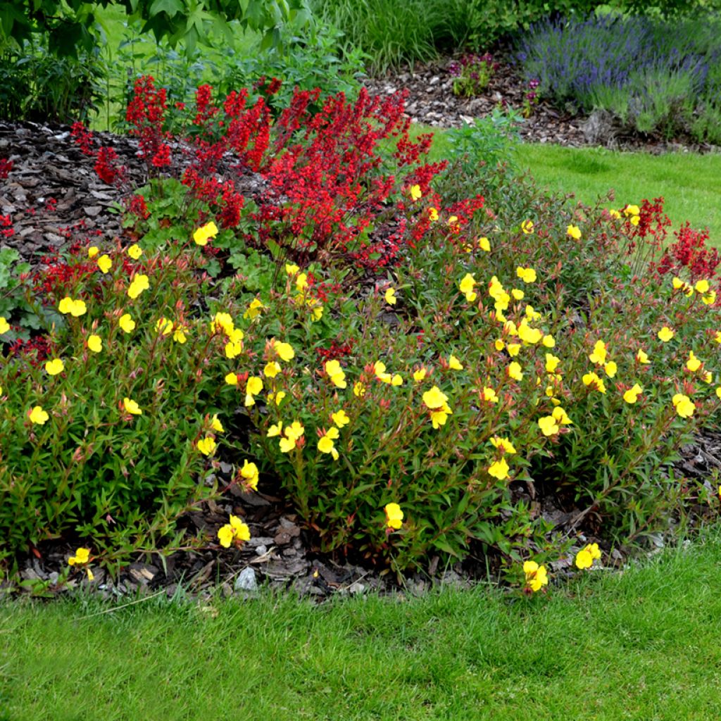 Oenothera tetragona - Onagra