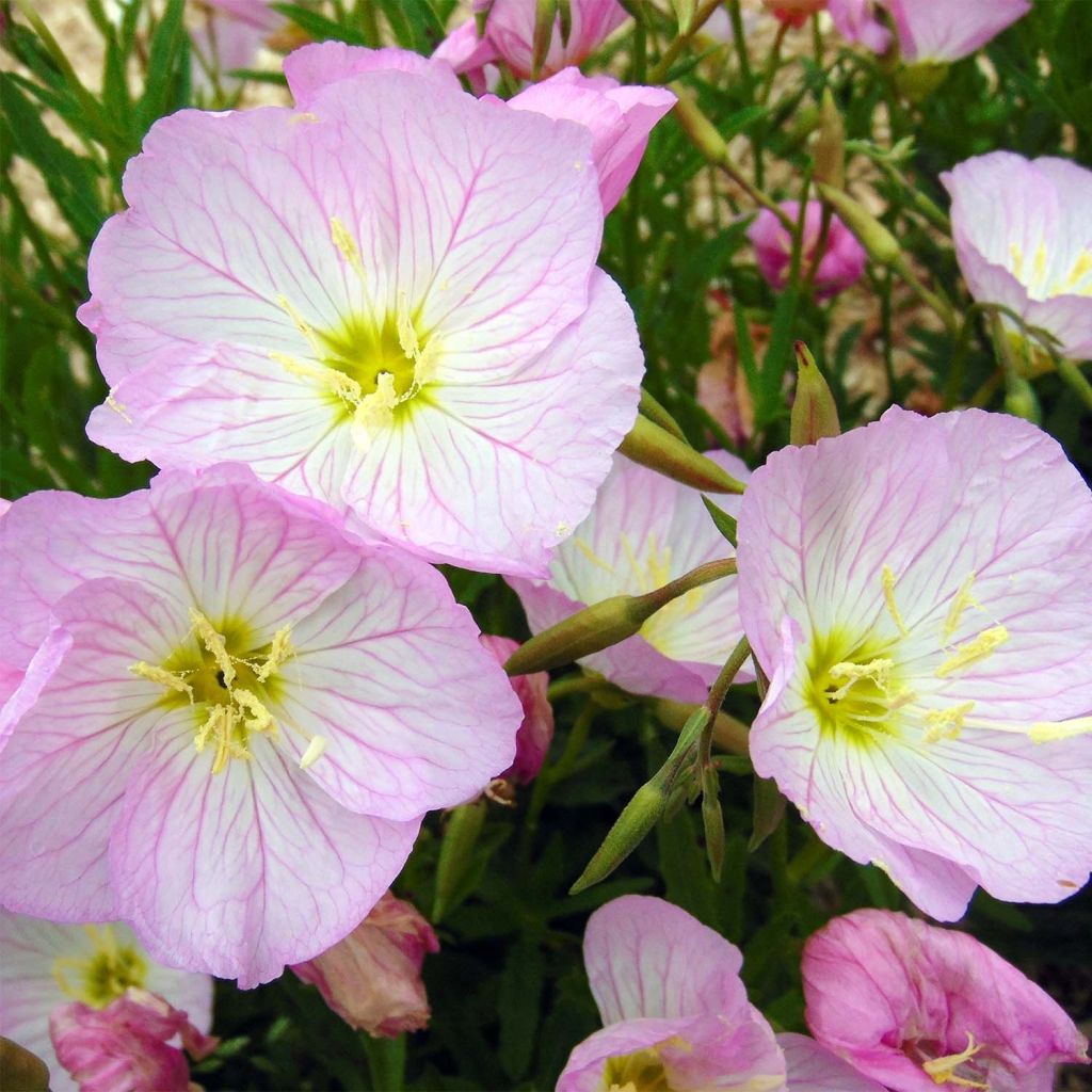 Oenothera speciosa Siskiyou - Onagra