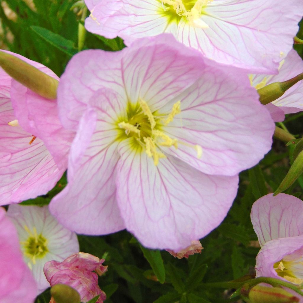 Onagre rose - Oenothere Siskiyou - Oenothera speciosa Siskiyou 