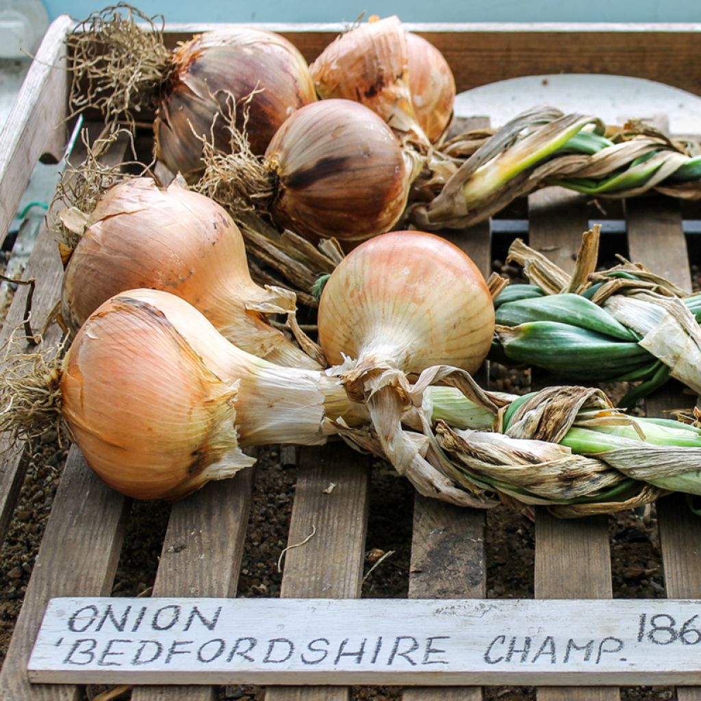 Cebolla Bedfordshire Champion