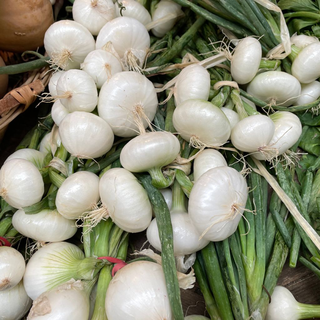 Ceboletta Blanca de Paris