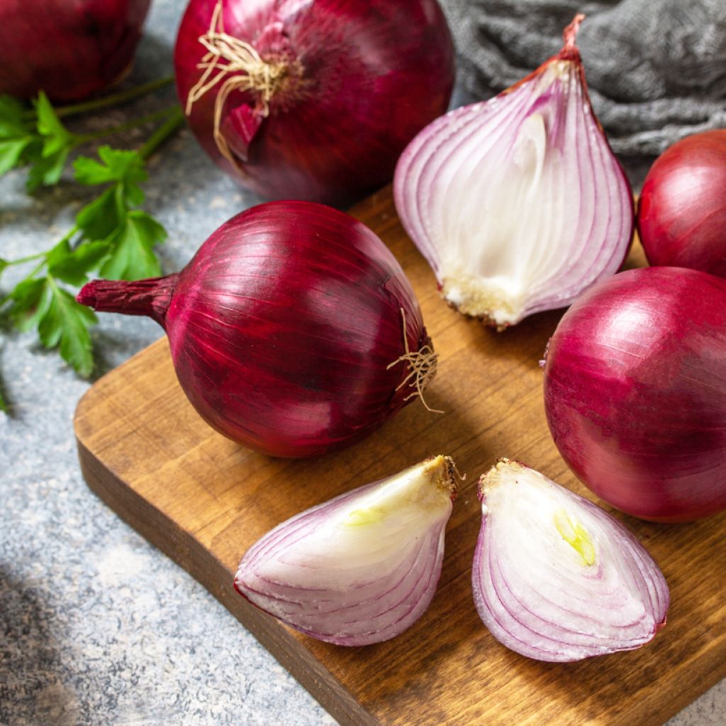 Cebolla Rossa di Toscana