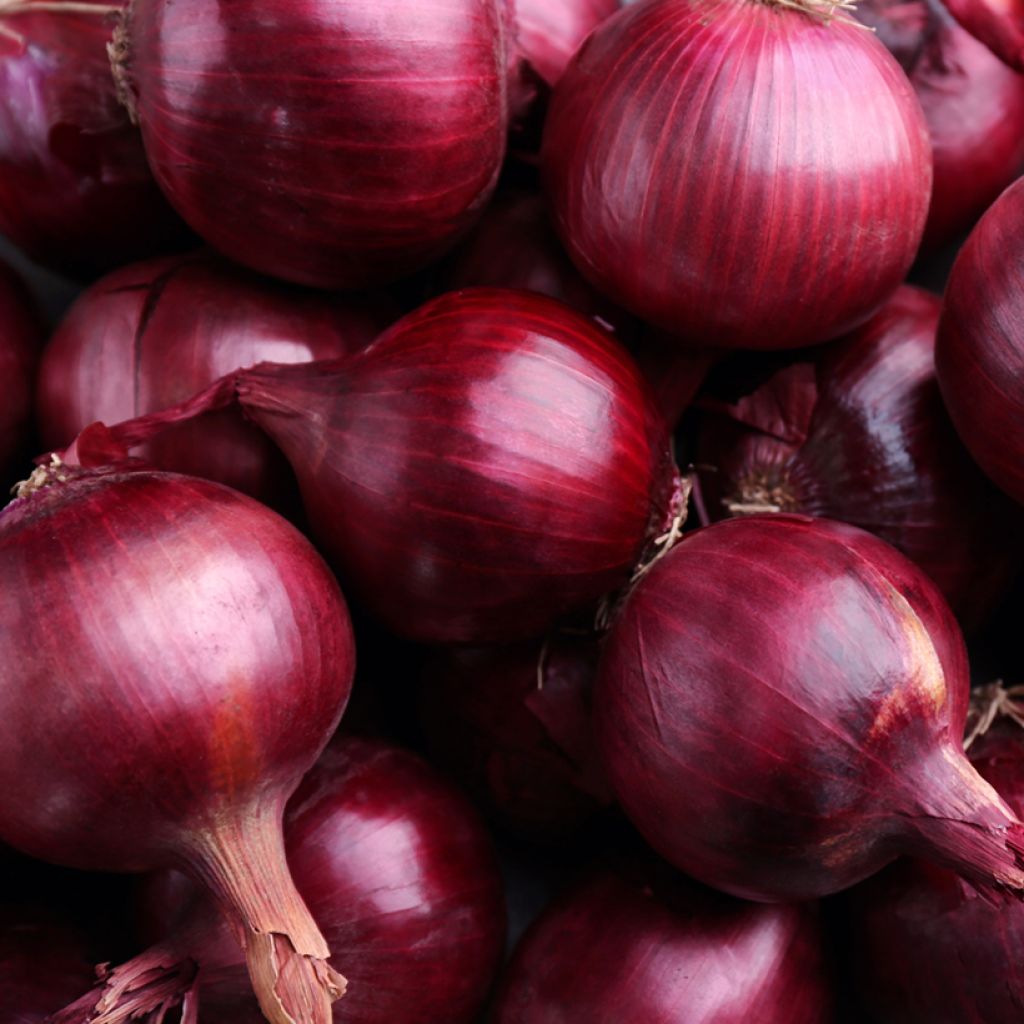 Cebolla roja de Brunswick