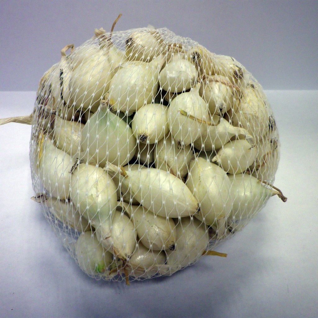 Cebolla Snowball