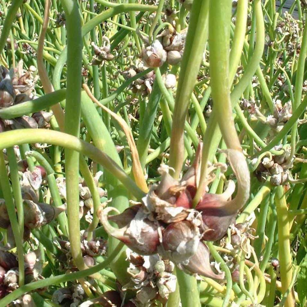 Cebolla de árbol - Allium x proliferum