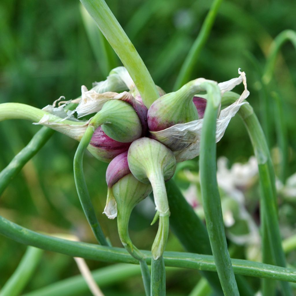 Cebolla de árbol - Allium x proliferum