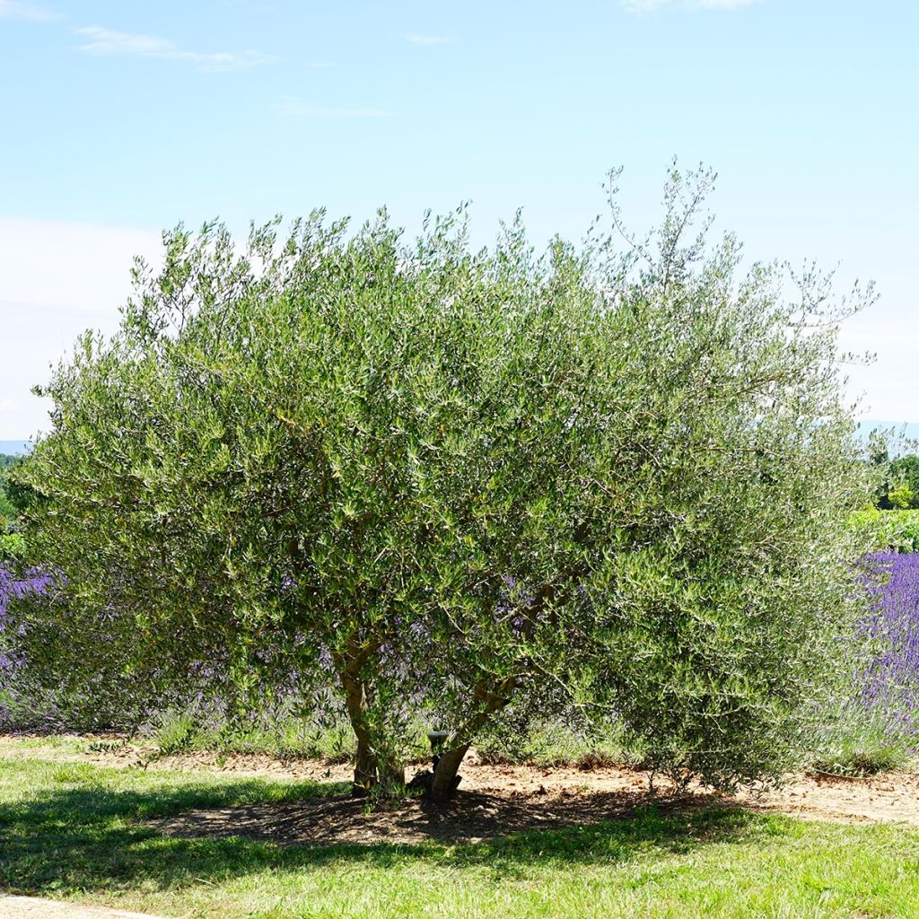 Olivo - Olea europaea