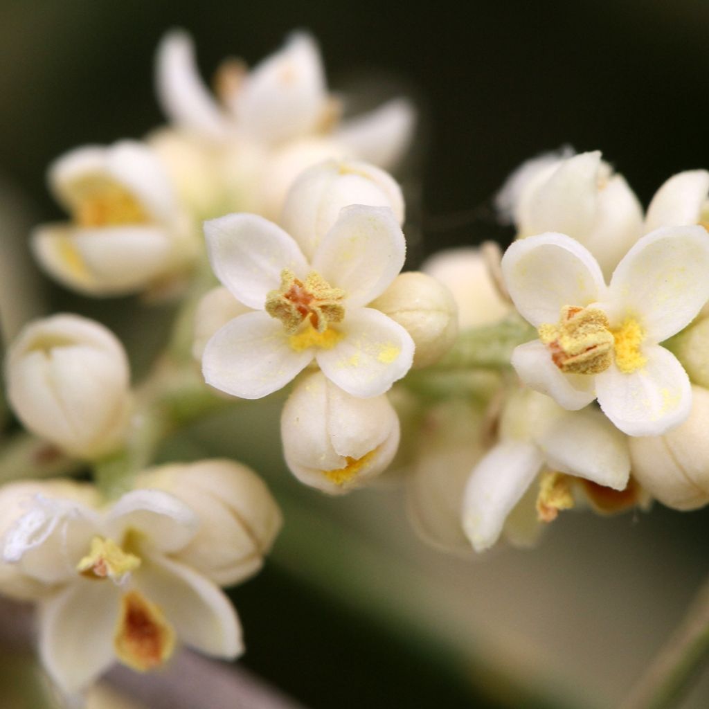 Olivo - Olea europaea