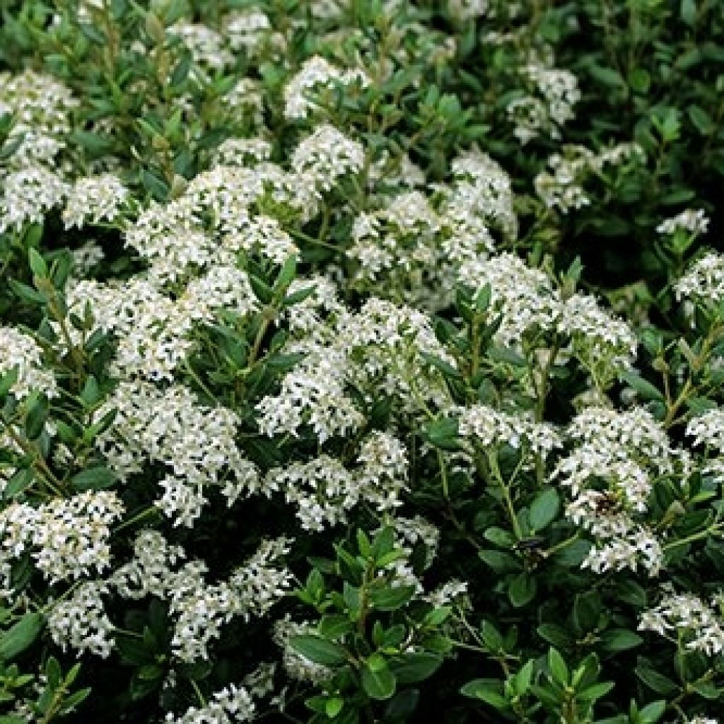 Olearia (x)  haastii - Aster en arbre