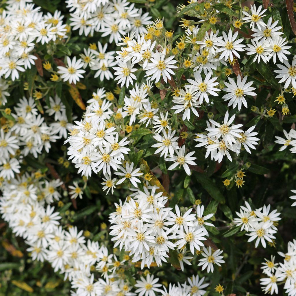 Olearia x scilloniensis Compacta - Aster en arbre