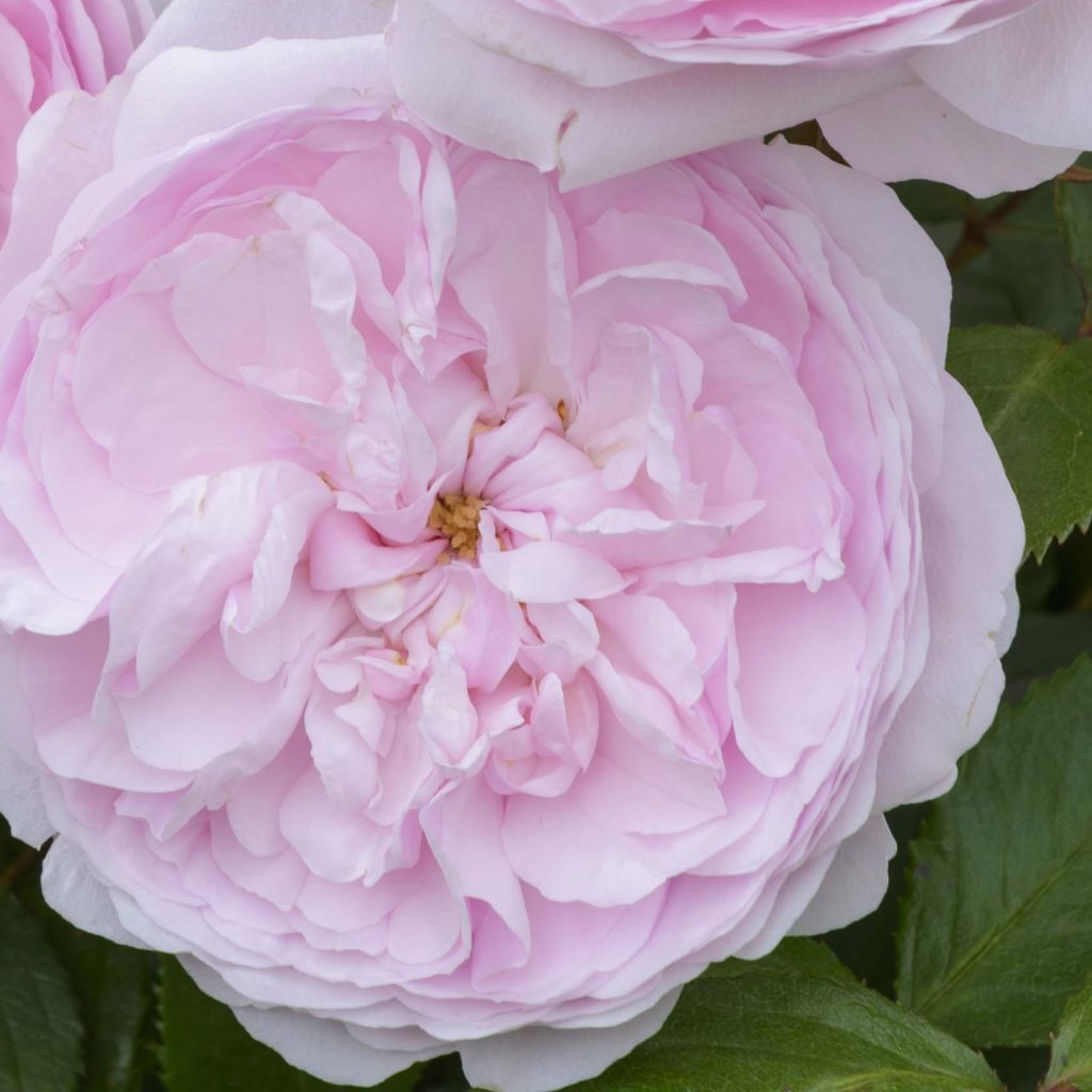 Rosier David Austin Olivia Rose Austin® - Ausmixture