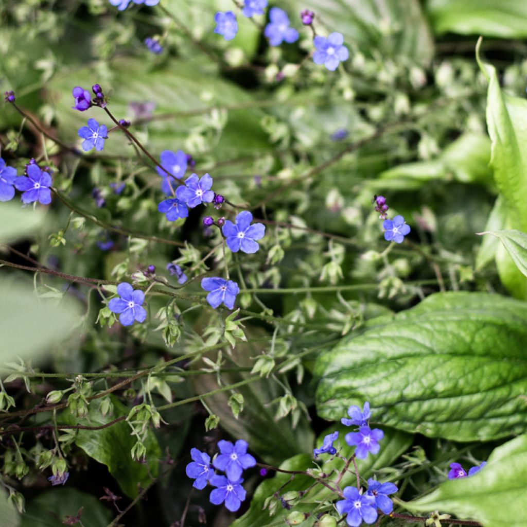 Omphalodes cappadocica Cherry Ingram