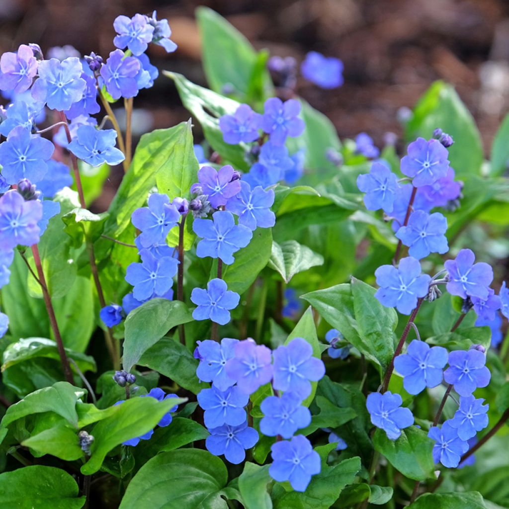 Omphalodes cappadocica Cherry Ingram