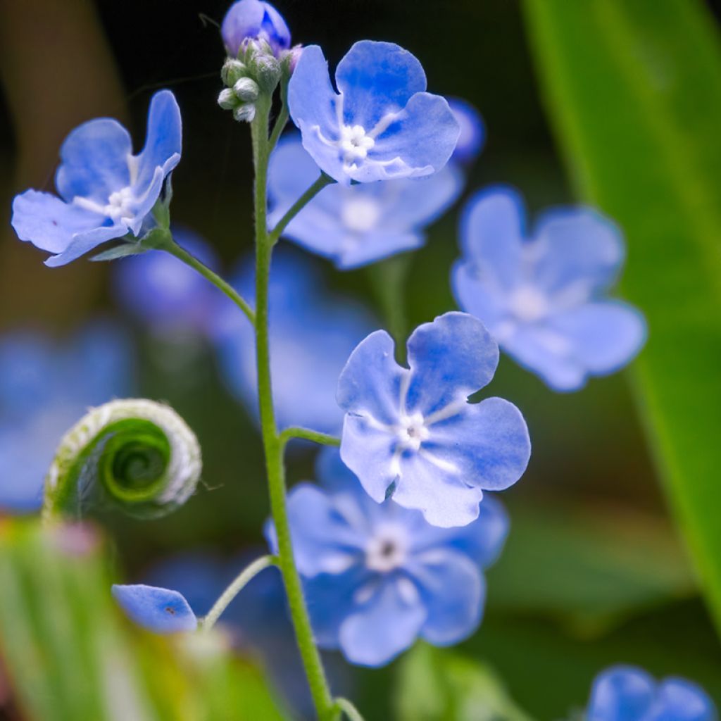 Omphalodes cappadocica