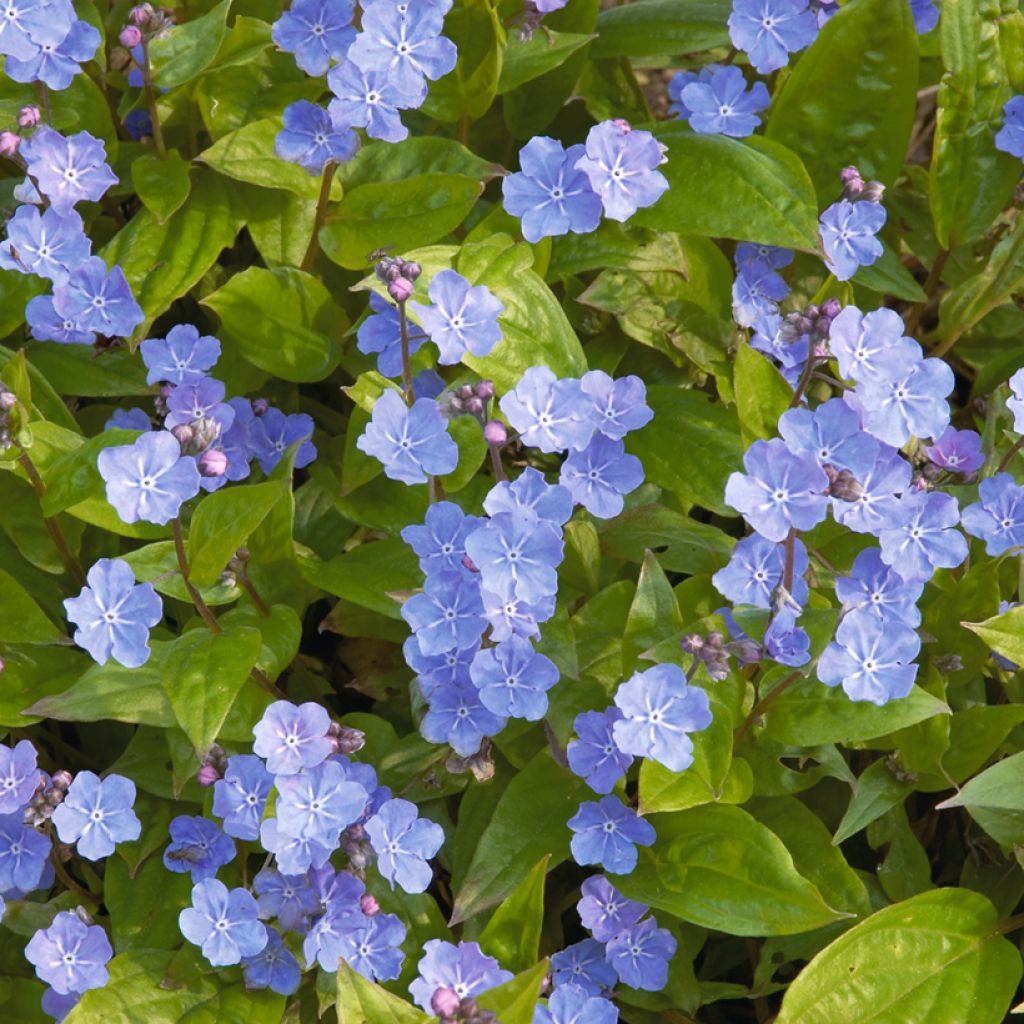 Omphalodes cappadocica