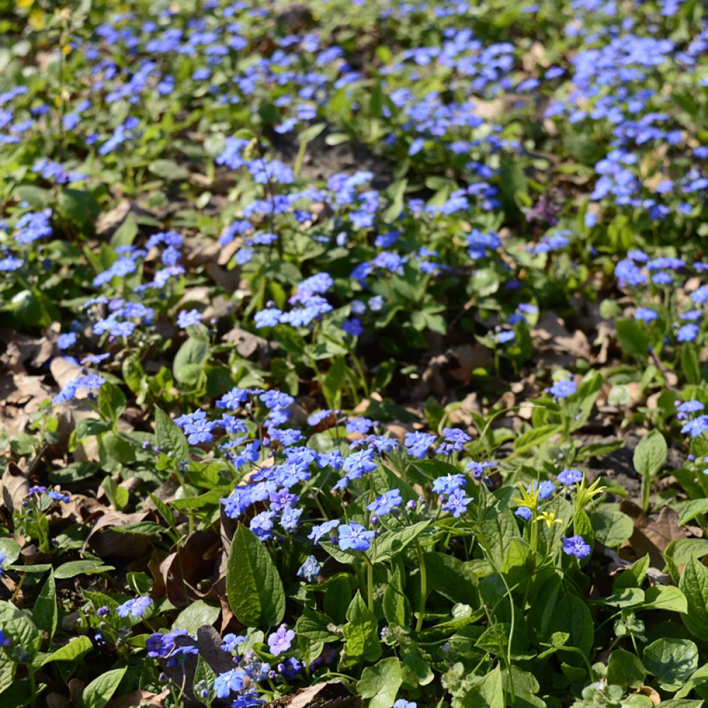 Omphalodes cappadocica