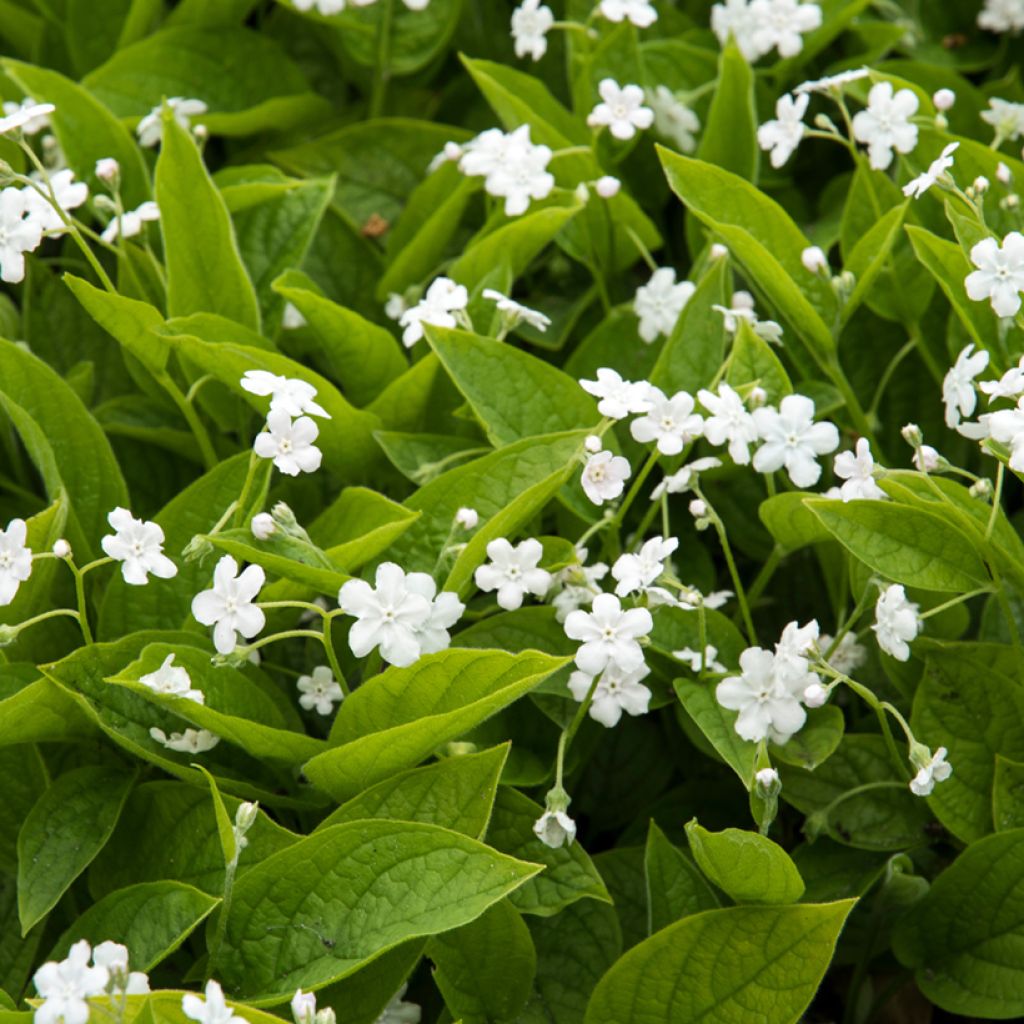 Omphalodes verna Alba