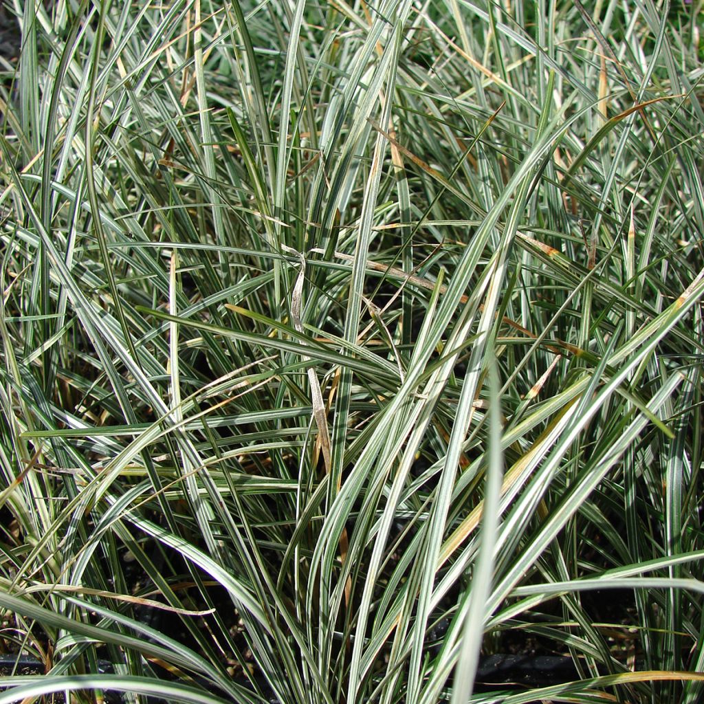 Ophiopogon japonicus Silver Mist - Convalaria