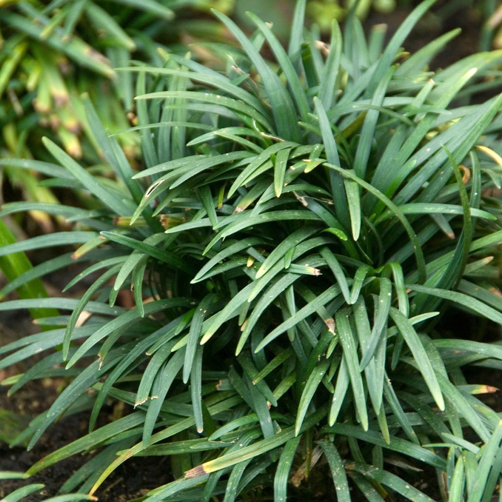 Ophiopogon japonicus Tama-ryu Number Two