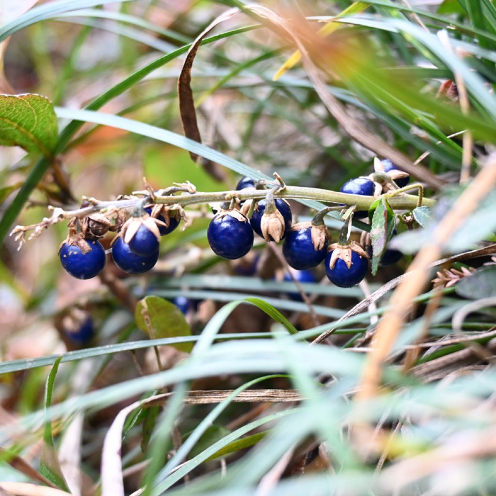 Ophiopogon japonicus - Convalaria