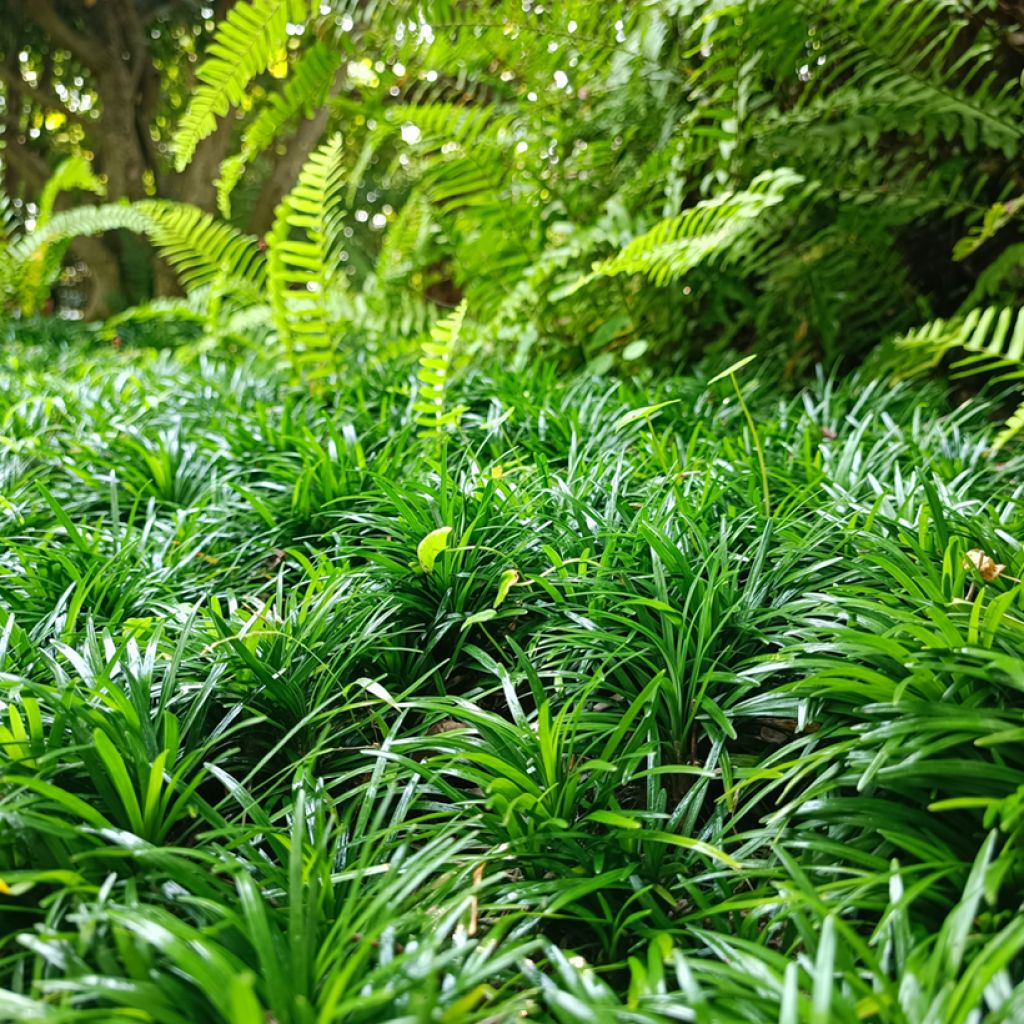 Ophiopogon japonicus - Convalaria