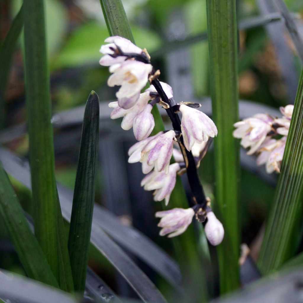 Ophiopogon planiscapus Nigrescens